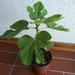 Kleine Wildfeige - Bild 1