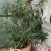 Oleander mit Topf - Tricolore ca. 140 x 120 cm - Bild 1