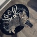 BKH Katze 