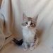 Norwegische Waldkatzen kitten - Bild 1