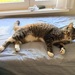 Kater entlaufen - Bild 1