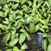 Waldmeister Bärlauch Kompostwürmer  - Bild 2