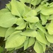 Hosta/Funkien - Bild 3