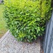 Kirschlorbeee - Bild 1