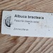 Falsche Meerzwiebel, Albucas Bracteata - Bild 2