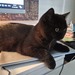 2 BKH Kater, kein Stammbaum - Bild 1