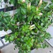 Dipladenia (Sundavil) weiss,  ca. 1,70m hoch  - Bild 2