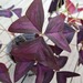 Roter Glücksklee, Oxalis triangularis - Bild 1