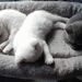 Britische  kurzhaar Kitten  - Bild 1