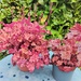 2 Toepfe HEUCHERA Staude - Bild 1