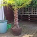 PALME winterhart 2,50 m hoch zu verkaufen.  - Bild 1