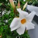 Dipladenia (Sundavil) weiss,  ca. 1,70m hoch  - Bild 4