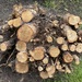 Baumwurzel Haselnuss - Bild 1