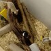 Kleintier Pflegestelle  - Bild 3