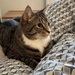 Kater entlaufen - Bild 2