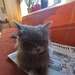 Kitten Perser-Mix - Bild 1