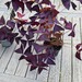 Roter Glücksklee, Oxalis triangularis - Bild 3