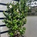 Dipladenia (Sundavil) weiss,  ca. 1,70m hoch  - Bild 6