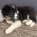 Australian Shepherd Welpe sucht ein Zuhause - Bild 3