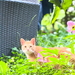 Hübscher Kater abzugeben  - Bild 1
