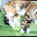 Katze Luna vermisst  - Bild 3