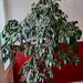Grosse Zimmerpflanze Ficus Benjamini - Bild 1