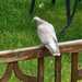 Wird eine Zucht Rasse Taube vermisst?  - Bild 1