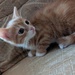Zwei Kitten  - Bild 4