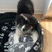 Australian Shepherd Welpe sucht ein Zuhause - Bild 4