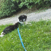 Australian Shepherd Welpe sucht ein Zuhause - Bild 2
