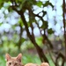 Hübscher Kater abzugeben  - Bild 2