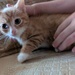 Zwei Kitten  - Bild 5