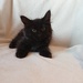Norwegische Waldkatzen kitten - Bild 5
