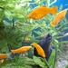 Aquarium Fische,  gelbe Mollys - Bild 3
