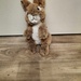 Verschiedene Kuscheltiere - Bild 4