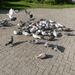 Bunte Hoftauben abzugeben in Butjadingen - Bild 1