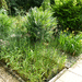 Erfahrene Gartenhilfe Grambke gesucht - Bild 5