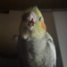 Ich suche meinen Vermissten Nymphensittich!  - Bild 5