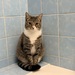 Kater entlaufen - Bild 4