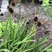 Zwergbinsen Teichpflanze Winterharte Staude  - Bild 1