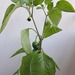 Rote Paprika Pflanze - Bild 2