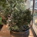 Kugelkiefer (Pinus mugo) Mops ca. 75 cm mit Topf  - Bild 3