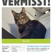 Kater vermisst! - Bild 1
