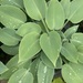 Hosta/Funkien - Bild 2