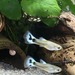 Guppy Japan Blue Ivory Mosaik Pärchen - Bild 2