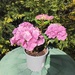 HORTENSIE rosa - Bild 1