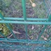 Wer hat noch doppelstabzaun oder einstabzaun  - Bild 3