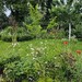 Kleingarten sucht Ökologieinteressierte in HB OHZ - Bild 3