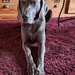 Gassi gehen - Bild 1