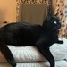 EKH Katze Louna braucht ein neues Zuhause - Bild 5
